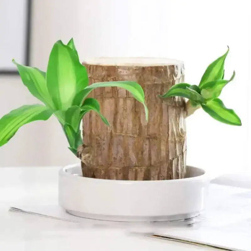 Guili | Brazilian Lucky Wood – Air Purifying & Fortune Bringing Plant