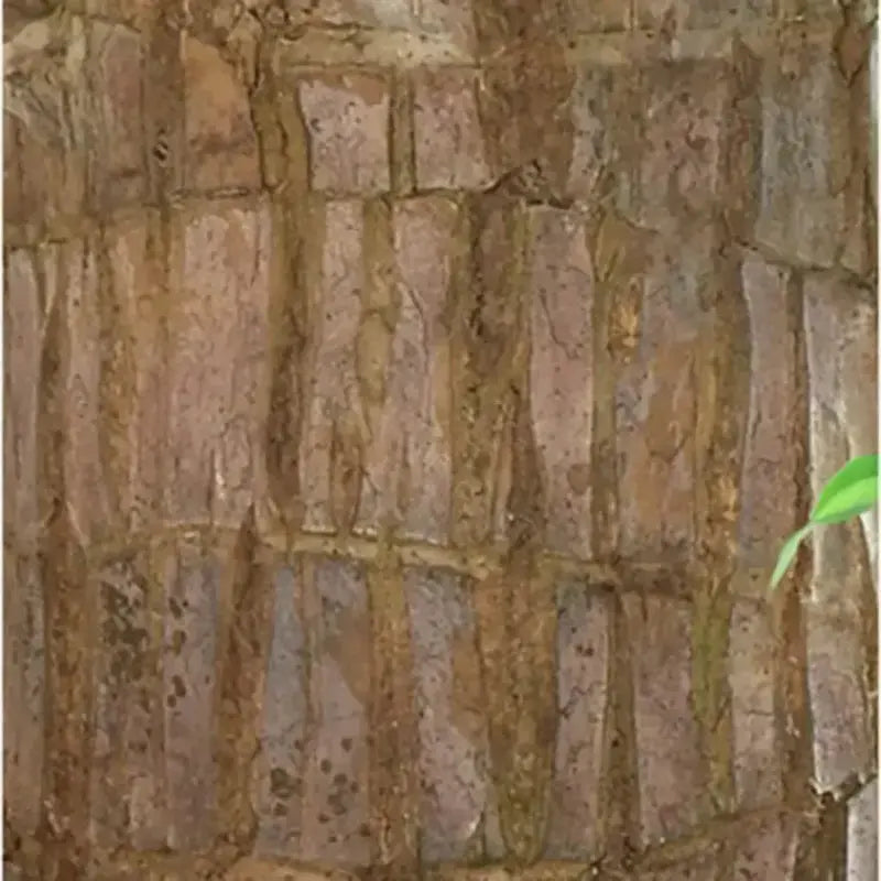 Guili | Brazilian Lucky Wood – Air Purifying & Fortune Bringing Plant