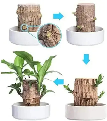 Guili | Brazilian Lucky Wood – Air Purifying & Fortune Bringing Plant