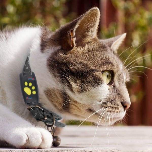 PAWTRACK MINI – GPS Tracker for Real-Time Cat Location Monitoring